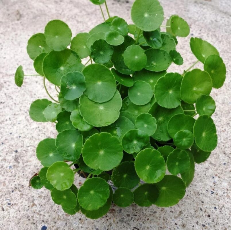 Cây đồng tiền