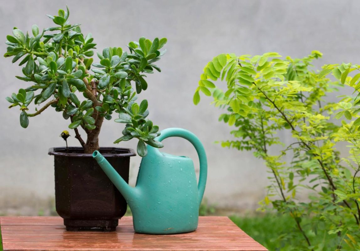 Cây phỉ thúy/cây ngọc bích