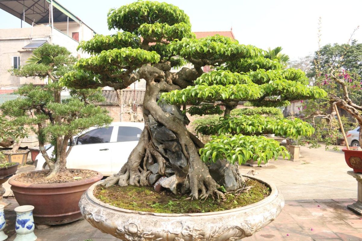 Cây sanh