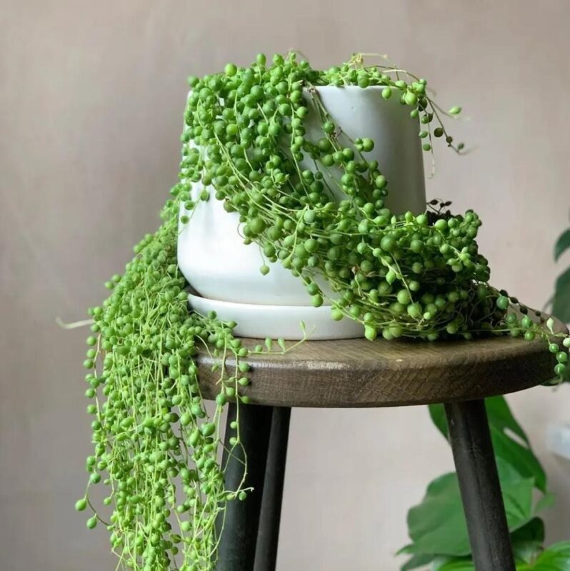 Sen đá hạt ngọc tròn