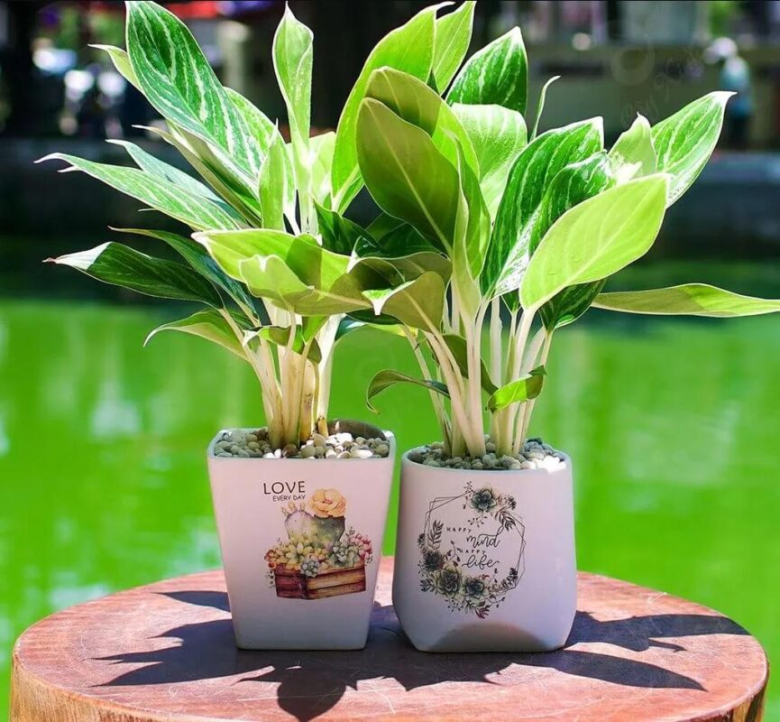 Cây bạch mã hoàng tử