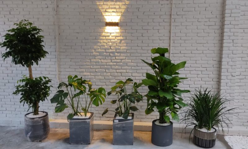 Công ty bán cây cảnh Đà Nẵng – Mộc Garden