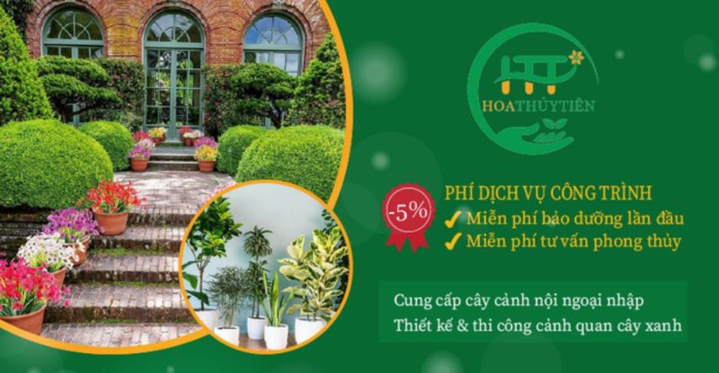 Cây Cảnh Hoa Thủy Tiên